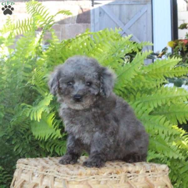 Blitz, Bich-Poo Puppy